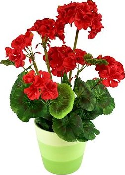 DOMMIO Muškát v keramickom kvetináči 40 × 25 cm červený, umelé kvety na hrob, umele kvety na hrob, umelé kvety na hroby, lacne umele kvety na hrob, umele kytice na hrob, umele kytice na hroby, umelé ikebany na hrob, umele ikebany na hroby, umele ikebany na hrob, kvety na hrob umele, kytice na hroby umele